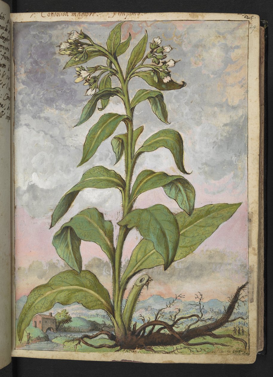 Symphytum officinale (Comfrey), from 'Paintings of Flora of the Roman ...