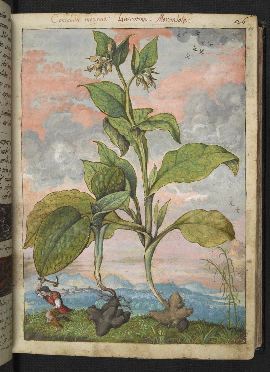 Symphytum tuberosum, from 