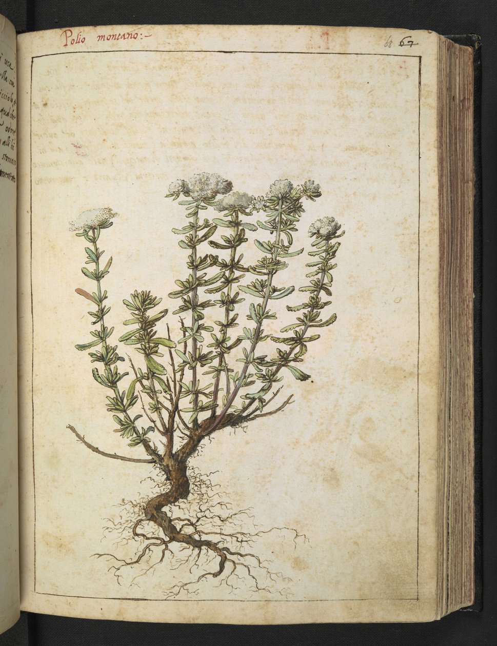 Teucrium montanum, from 