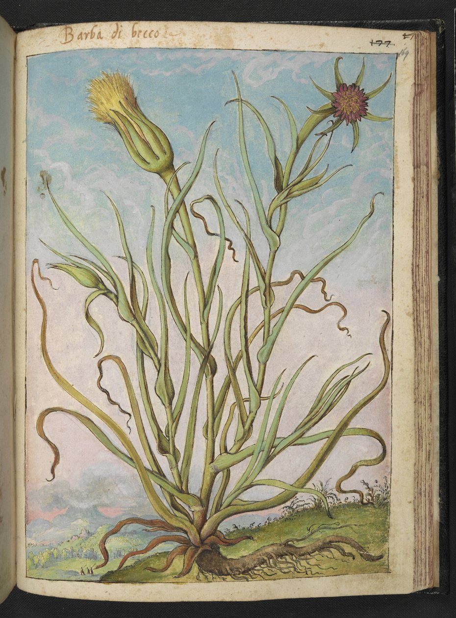Tragopogon porrifolius, from 