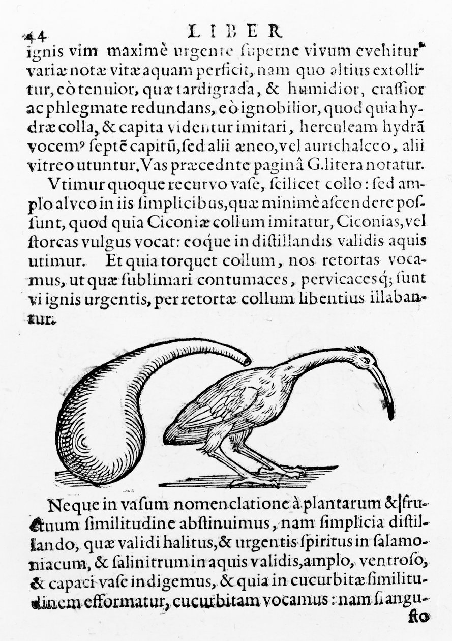 Flask and Ibis, Illustration from De distillatione by Giambattista della Porta, Published 1610 by Giambattista della Porta