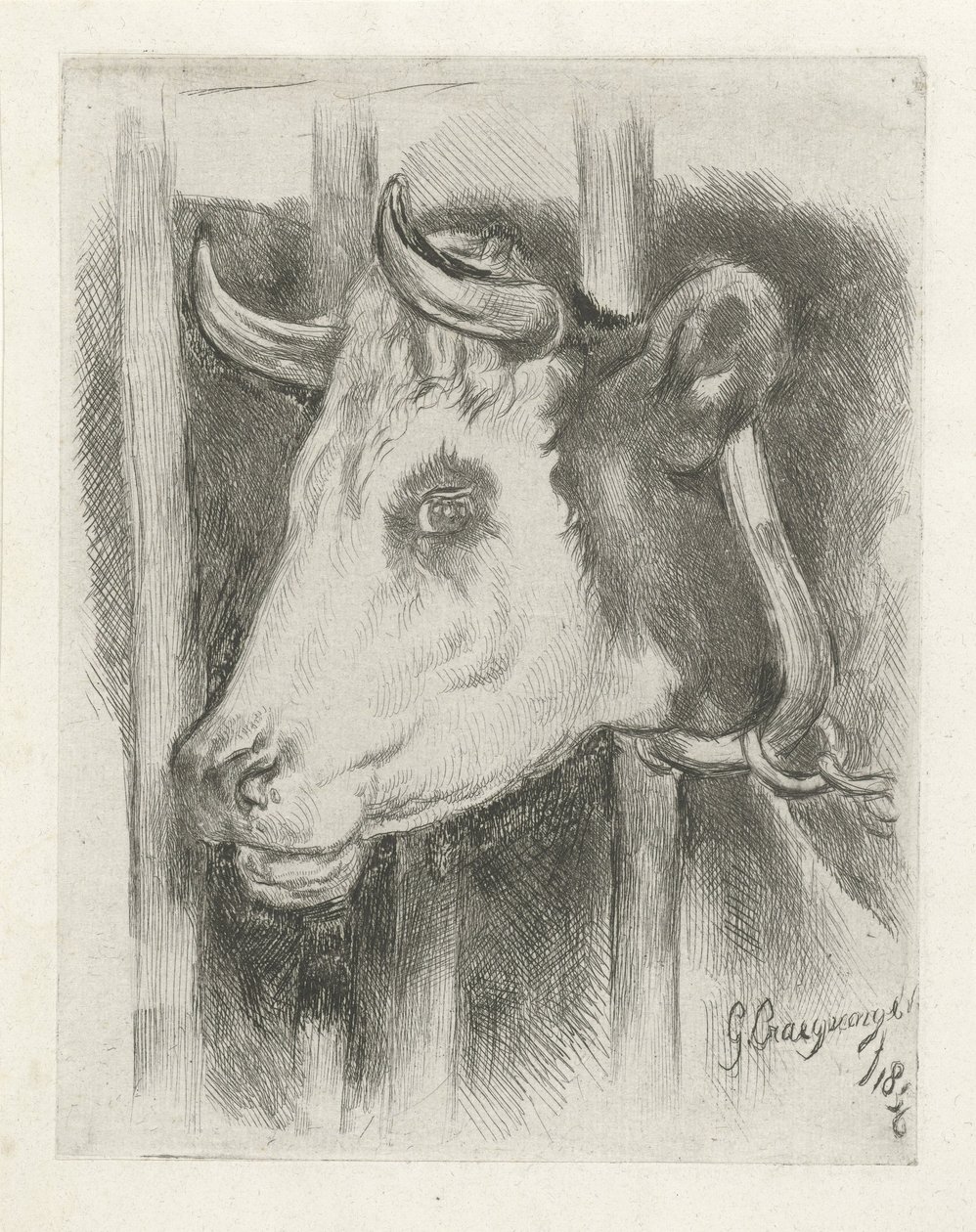 Head of a Cow by Gijsbertus Craeyvanger