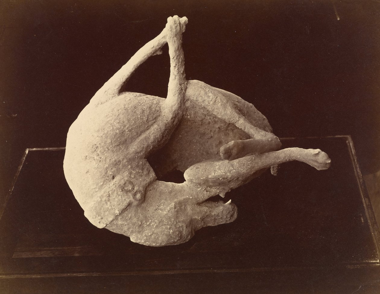 Cast of a Dog Killed by the Eruption of Mount Vesuvius, Pompeii by Giorgio Sommer