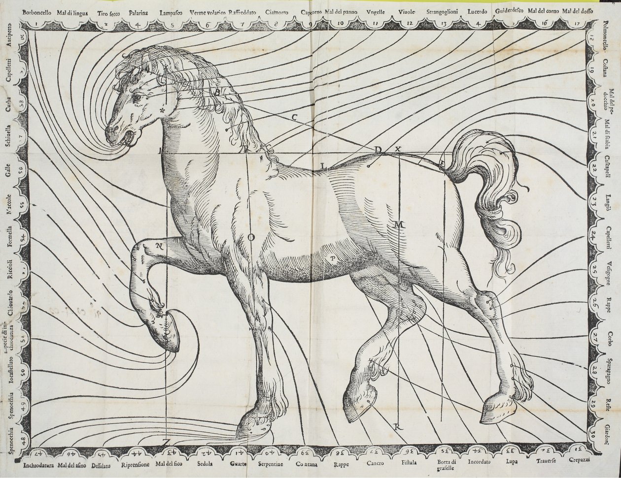 Diagram of blood-letting points on a horse from early book on horse husbandry, 1570 by Giovanni Battista Ferraro