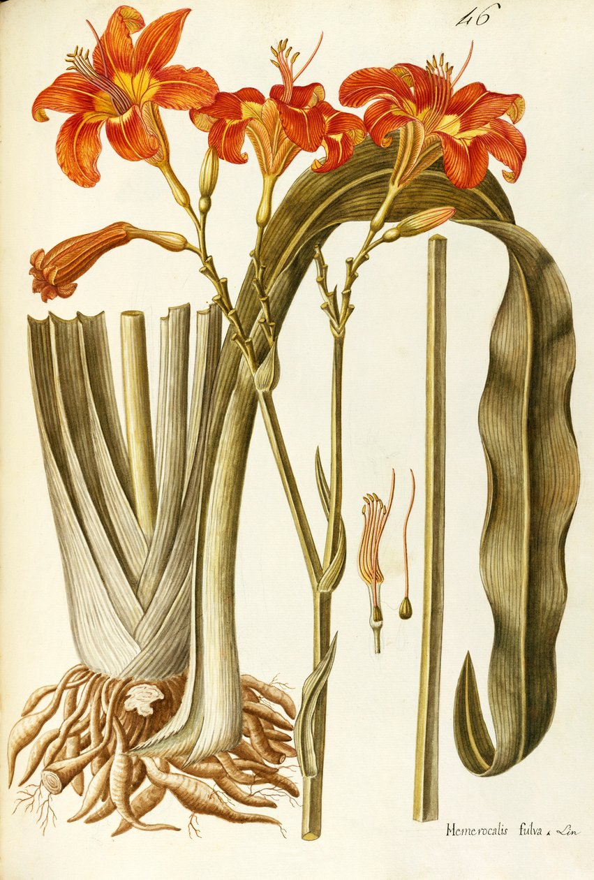 Orange Daylily (Hemerocallis fulva), Liliaceae by Giovanni Antonio Bottione