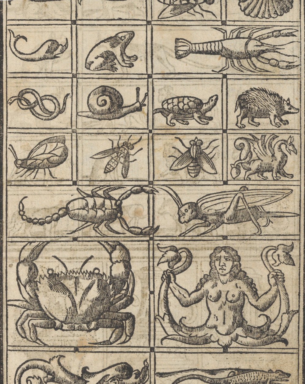 Essempio di recammi, page 11 recto by Giovanni Antonio Tagliente