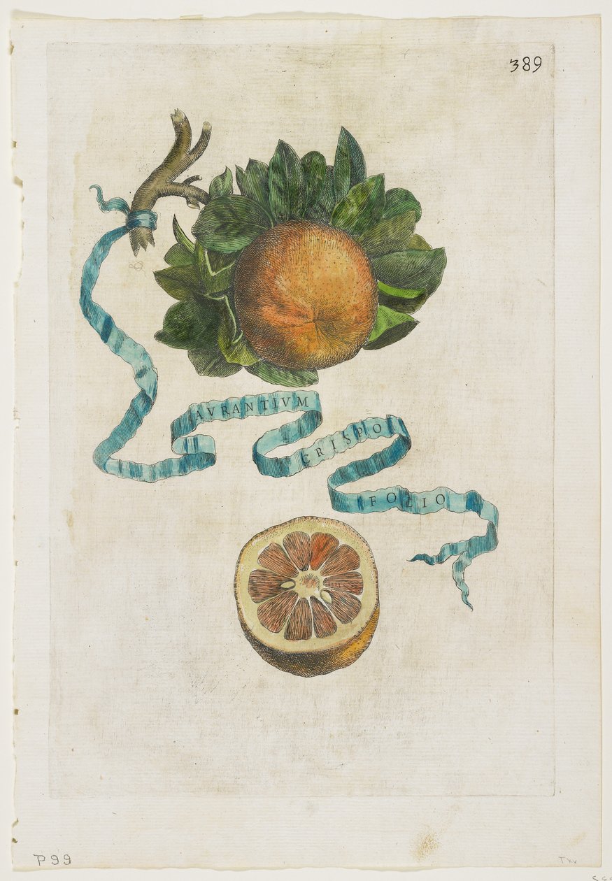 Aurantium Crispo Folio, from Hesperides, 1646 by Giovanni Battista Ferrari