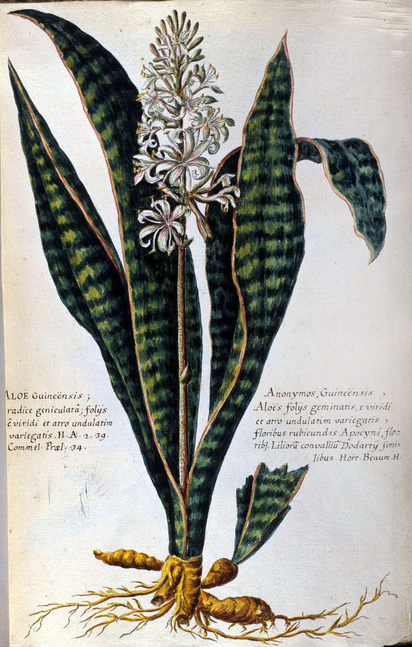 Aloe. Medicinal Plant. Engraving - in 