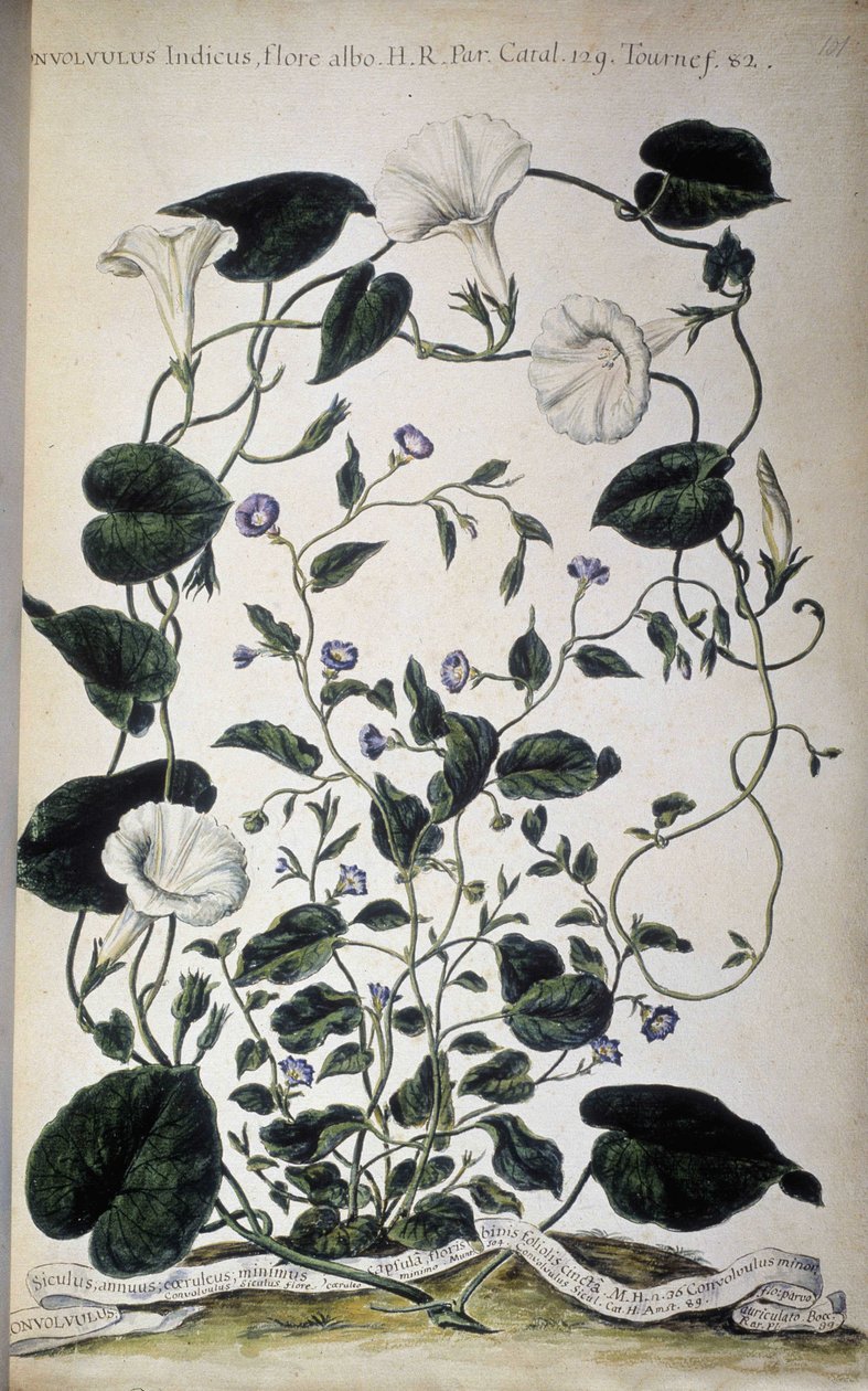 Botanical board: Varieties of bindweed. Convolvulus varieties. Giovanni Battista Morandi, Hortulus botanicus pictus sive collectio plantarum..., Volume I by Giovanni Battista Morandi