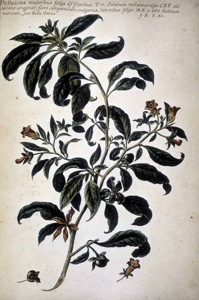 Botanical Chart: Belladona (Belladona Majoribus Folys) - In 