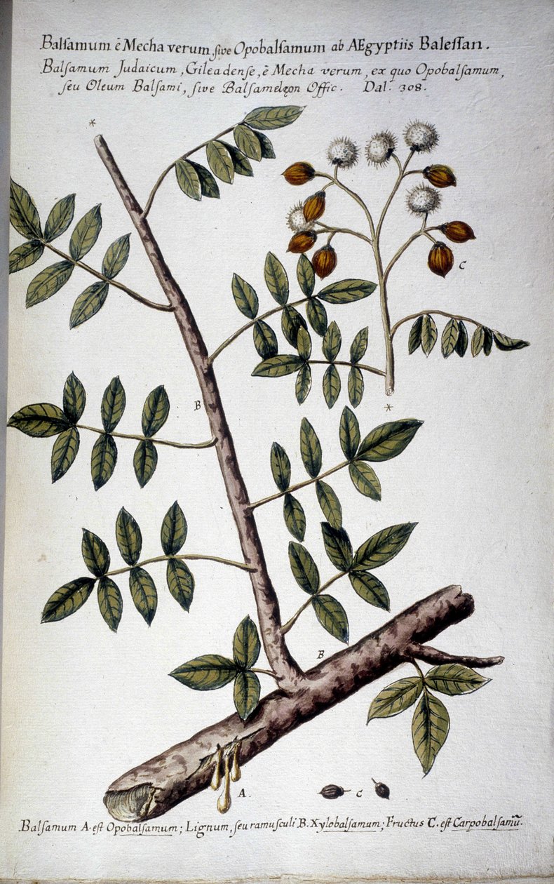Opobalsamum (Branch with sap) - In 