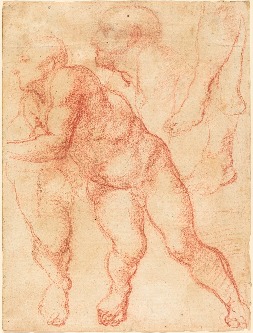 Studies of a Male Nude by Giovanni Battista Naldini