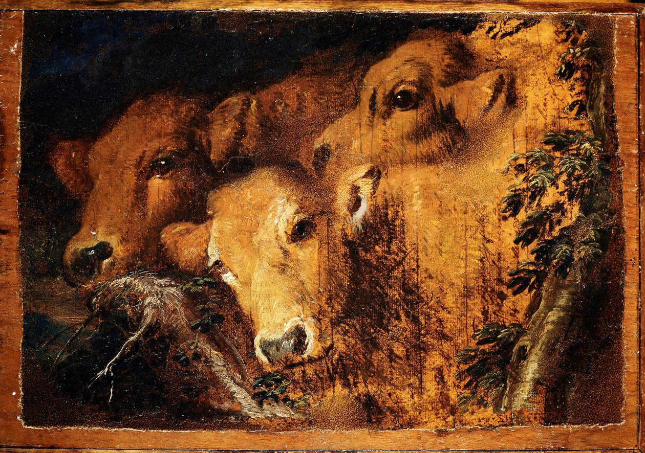 Three heads of Etude veal. Painting by Giovanni Benedetto Castiglione dit il Grechetto (1610-1665) Sun. 24x35 cm Genes, Musei di Strada Nuova by Giovanni Benedetto Castiglione