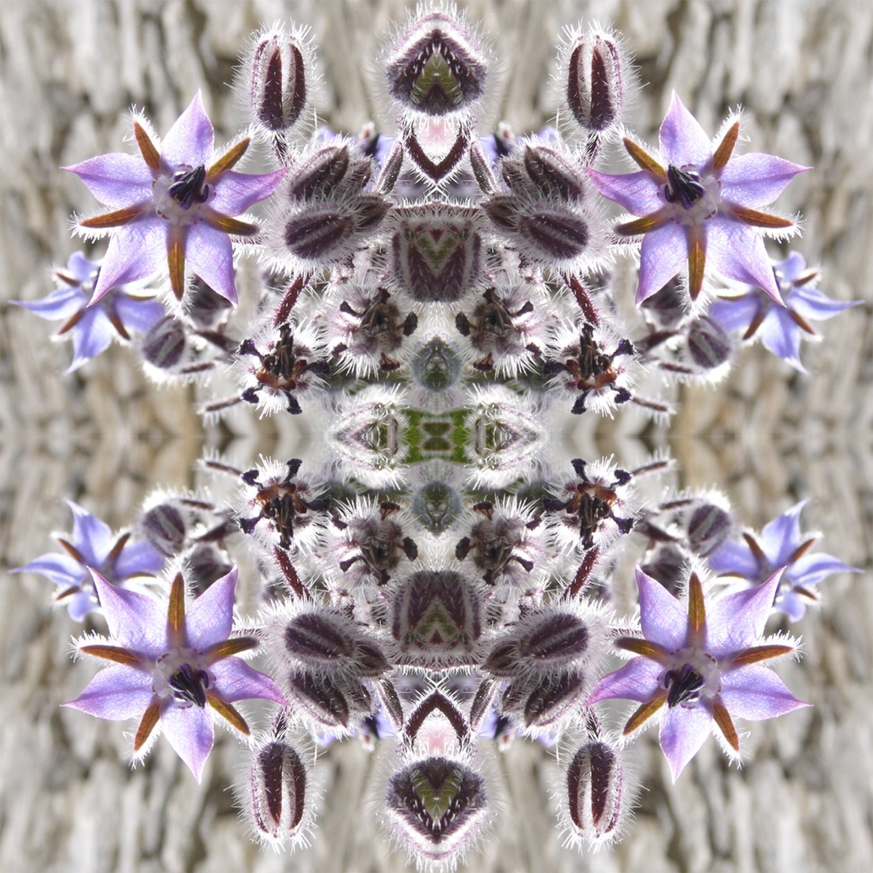 Unnatural 159 by Giovanni Cafagna