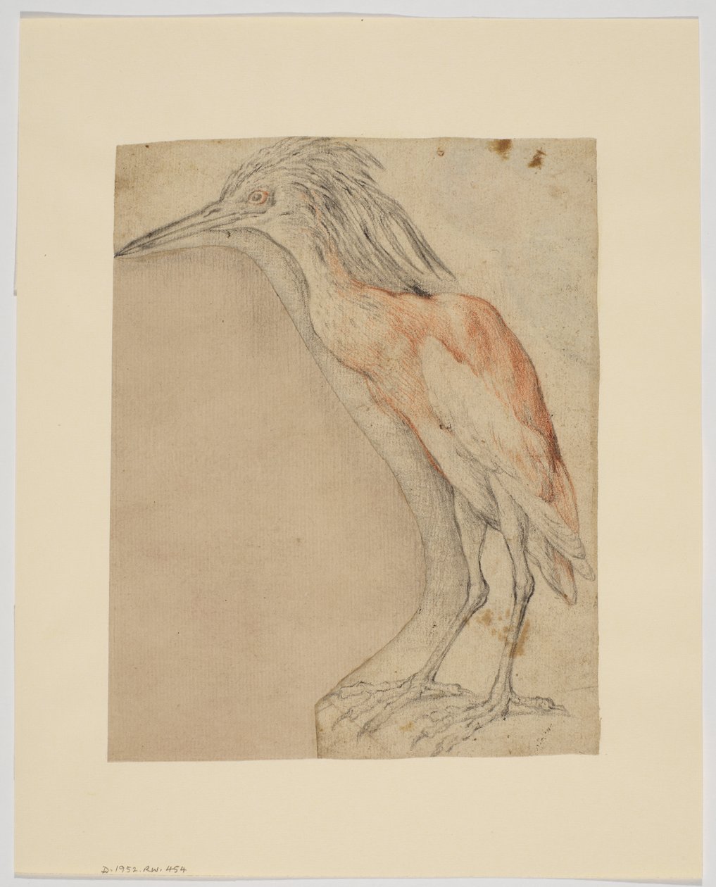 Heron (recto) by Giovanni da Udine (after)