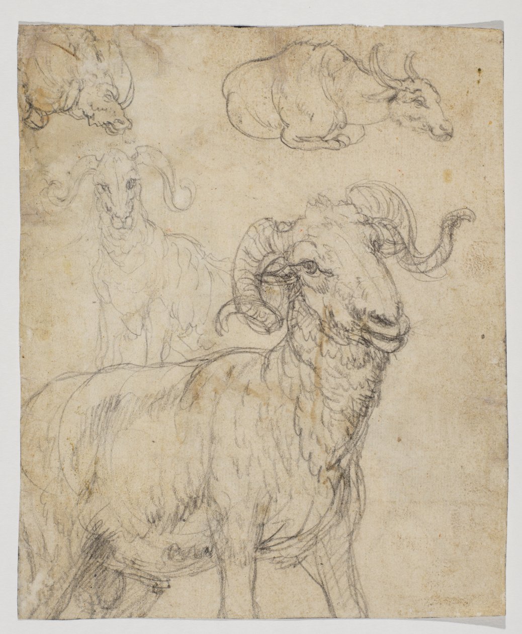 Ram and Buffalo (verso) by Giovanni da Udine (after)