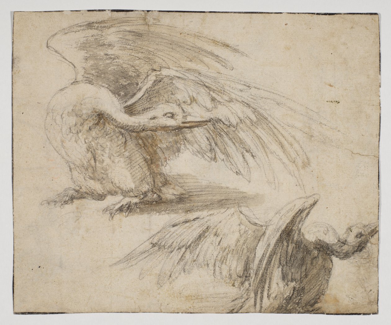 Two Swans, Recto by Giovanni da Udine (after)