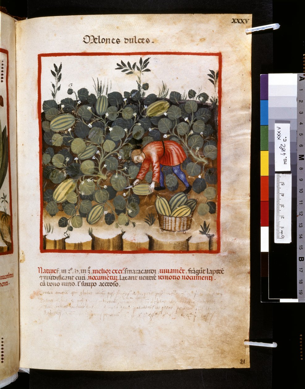 Theatrum sanitatis by Ububchasym de Baldach: 