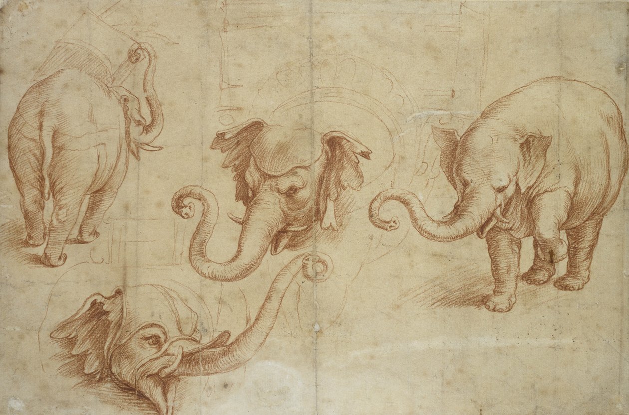 Four Studies of an Elephant by Giulio Romano