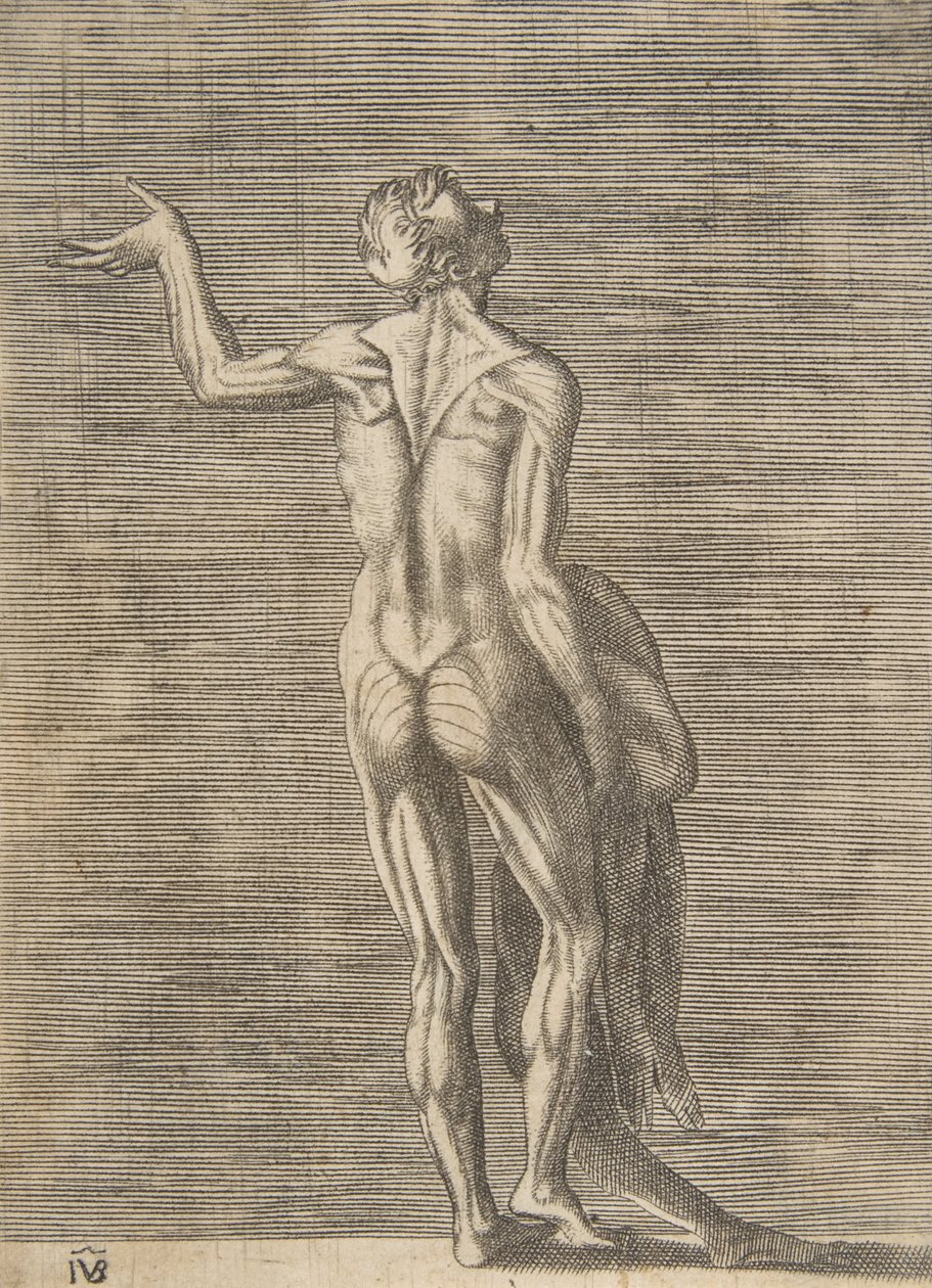 Flayed man with left hand on hip, holding skin in right hand, ca. 1531-76 by Giulio Bonasone