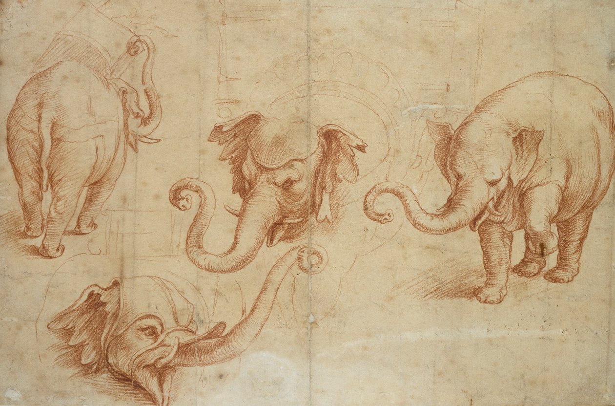 Four Studies of an Elephant by Giulio Romano