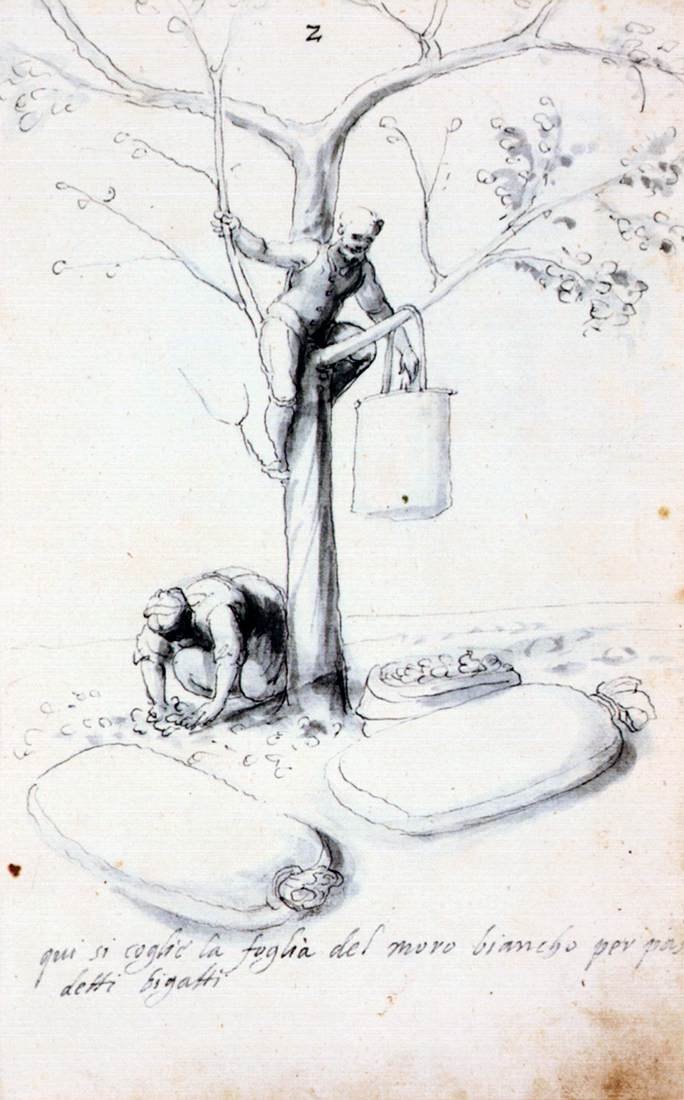 Treatise on Silk Culture and Manufacture by Giuseppe Arcimboldo
