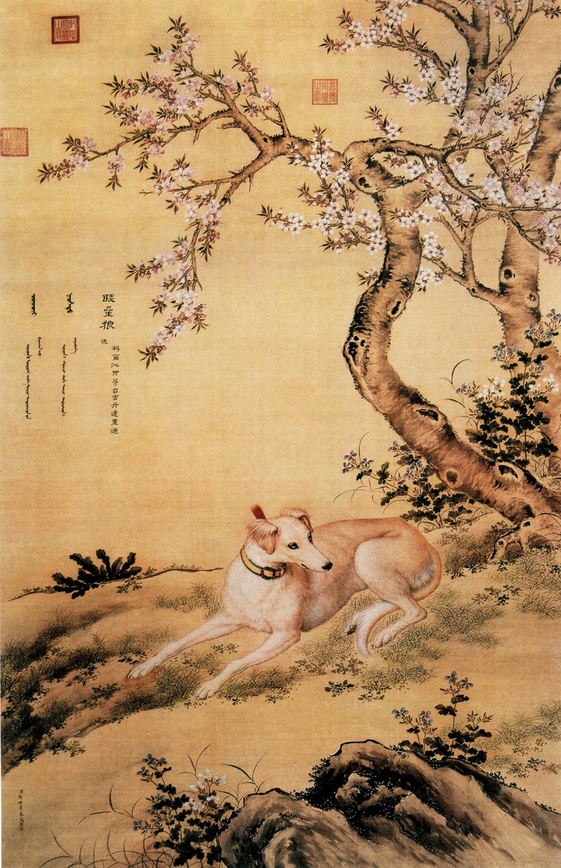 Picture of Shanxing Wolf, a Chinese Greyhound, from Ten Prized Dogs Album by Giuseppe Castiglione