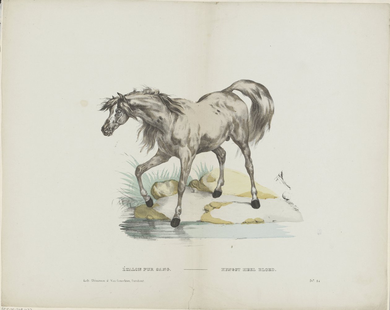 Thoroughbred Stallion by Glenisson and Van Genechten
