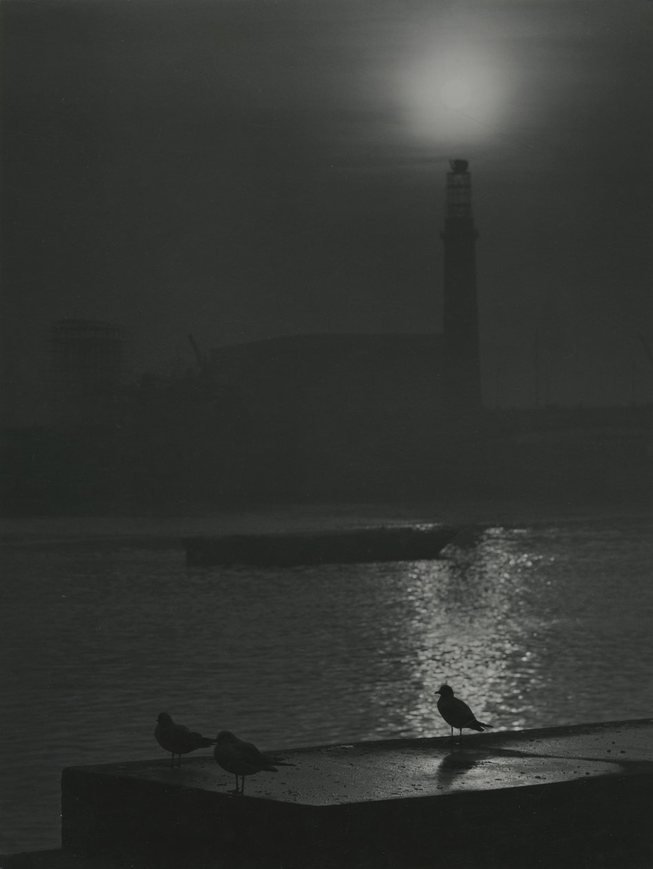 Seagulls Silhouettes at Dusk near the River Thames by Godfrey Macdominic