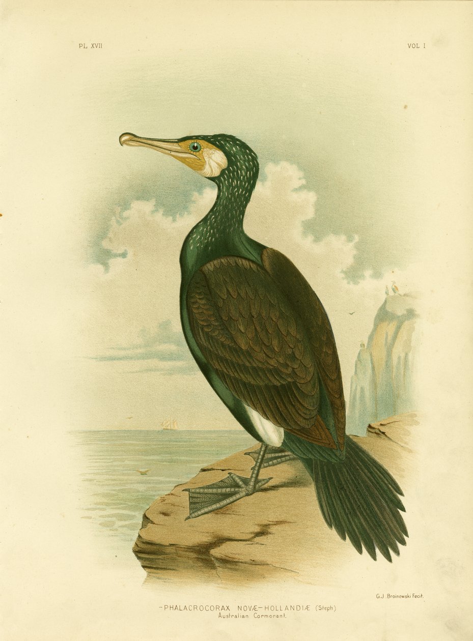 Australian Cormorant, 1891 by Gracius Broinowski