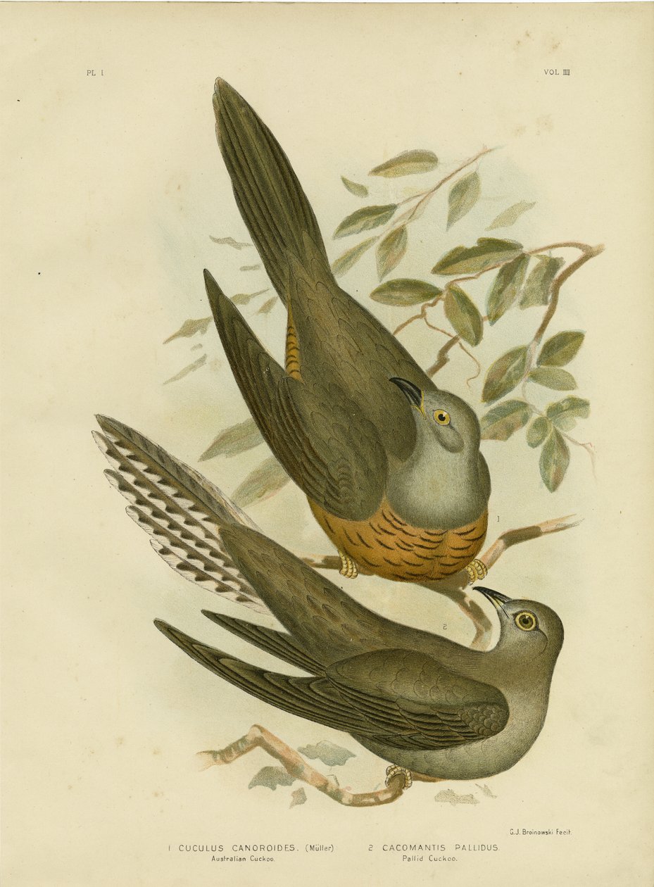 Australian Cuckoo, 1891 by Gracius Broinowski
