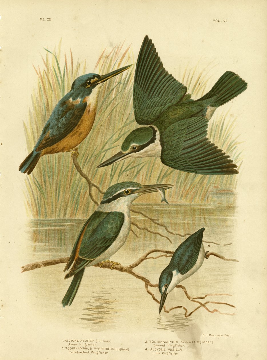 Azure Kingfisher, 1891 by Gracius Broinowski