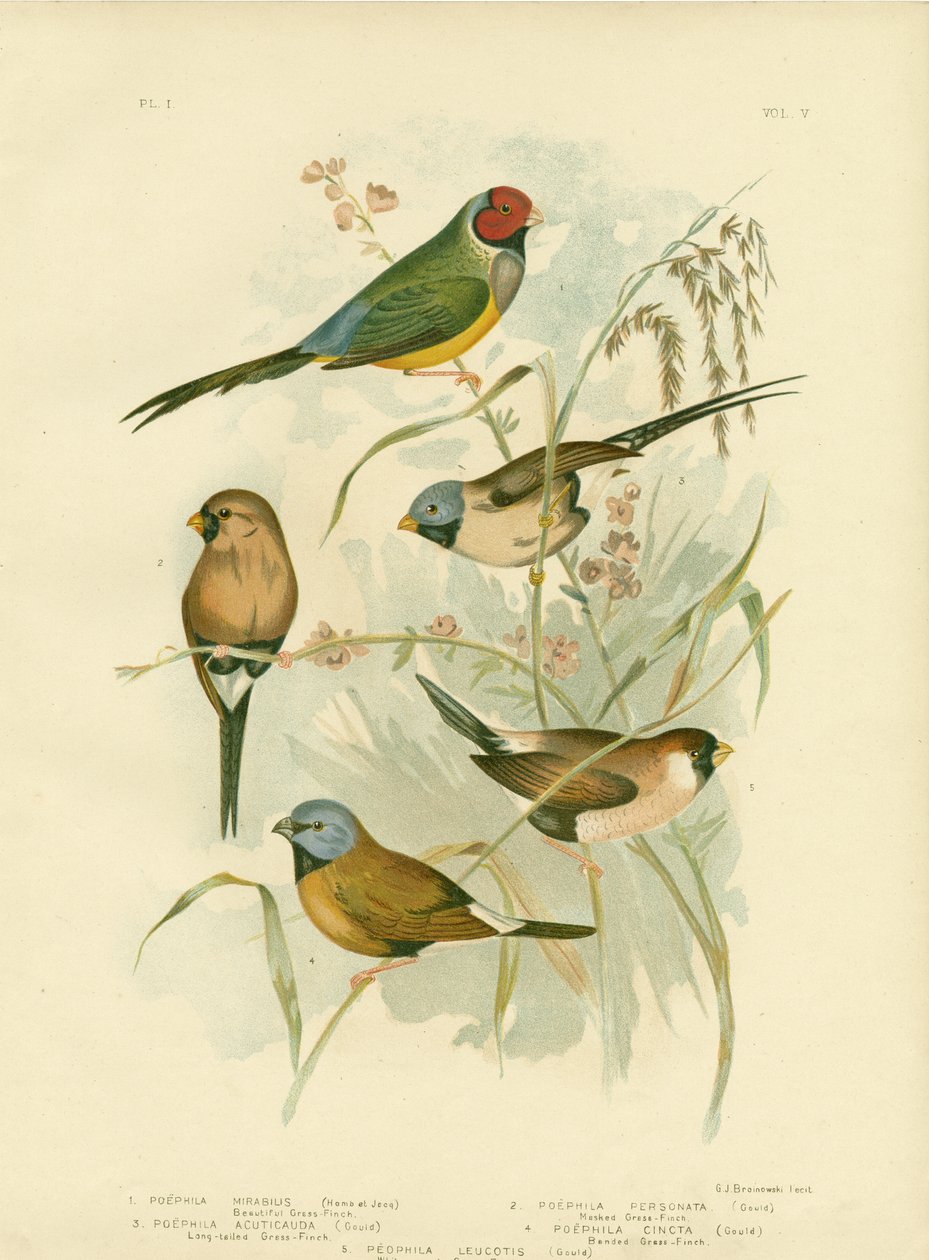 Beautiful Grass-Finch by Gracius Broinowski