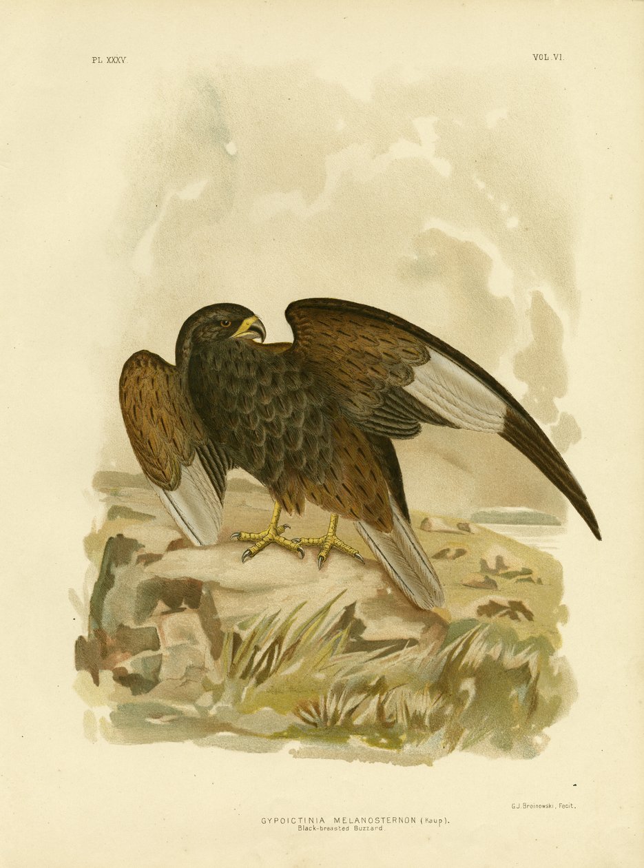 Black-Breasted Buzzard, 1891 by Gracius Broinowski