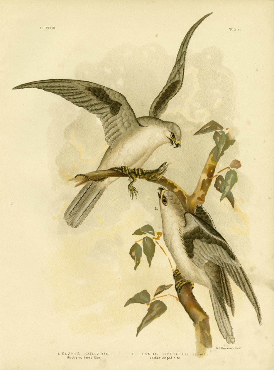 Black-Shouldered Kite, 1891 by Gracius Broinowski