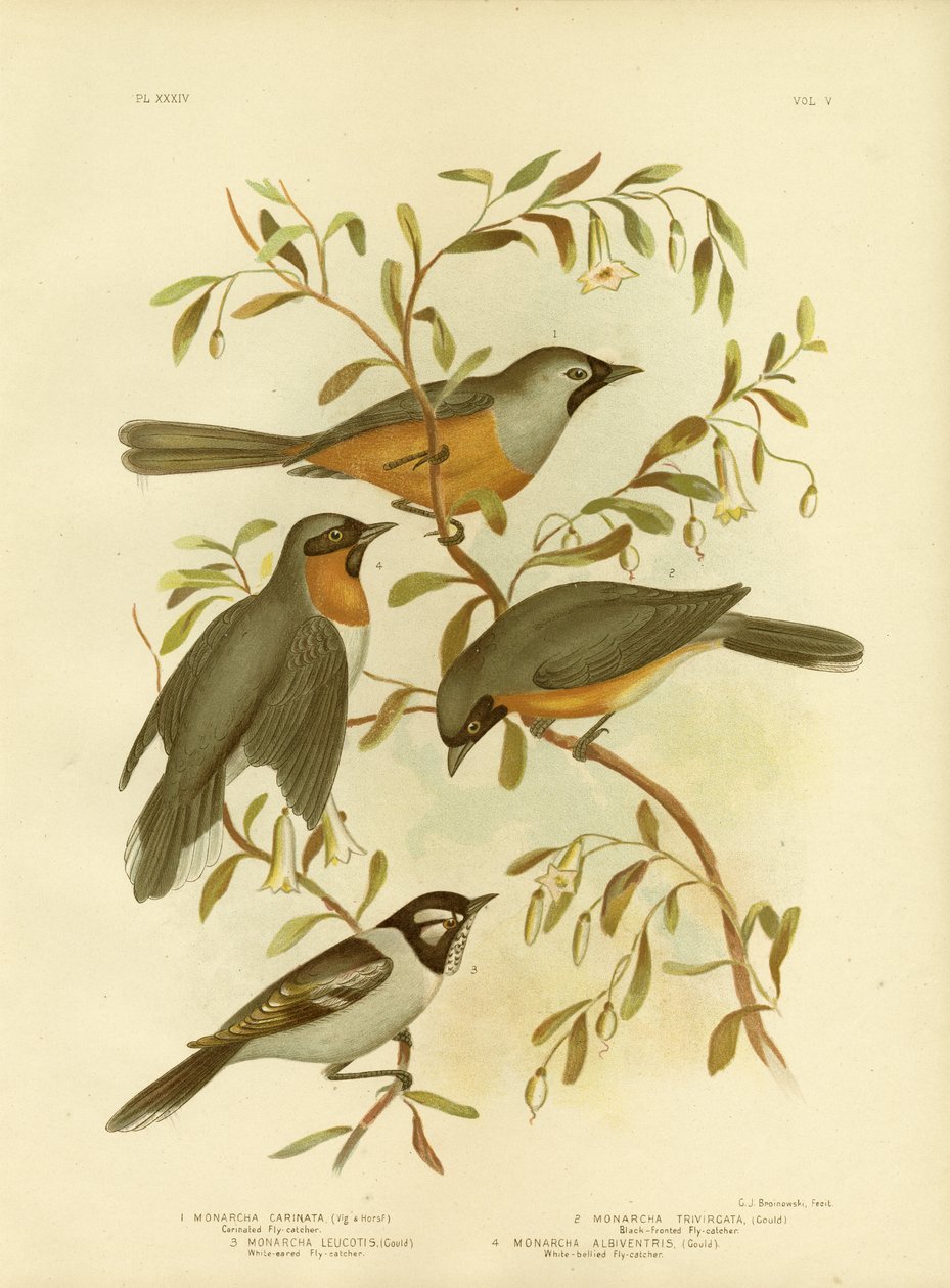 Carinated Flycatcher or Black-Faced Monarch, 1891 by Gracius Broinowski