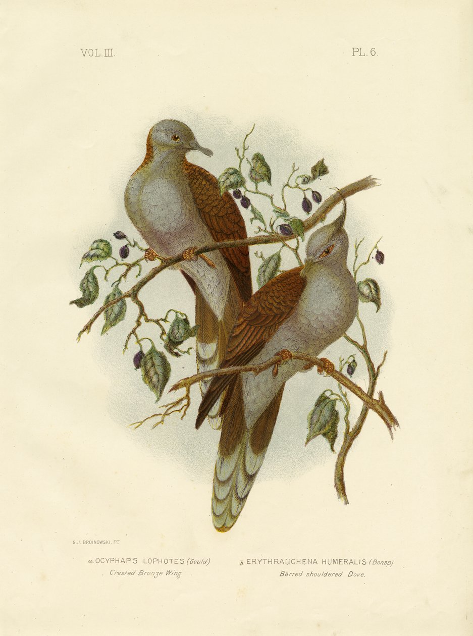 Crested Bronze Wing or Crested Pigeon, 1891 by Gracius Broinowski