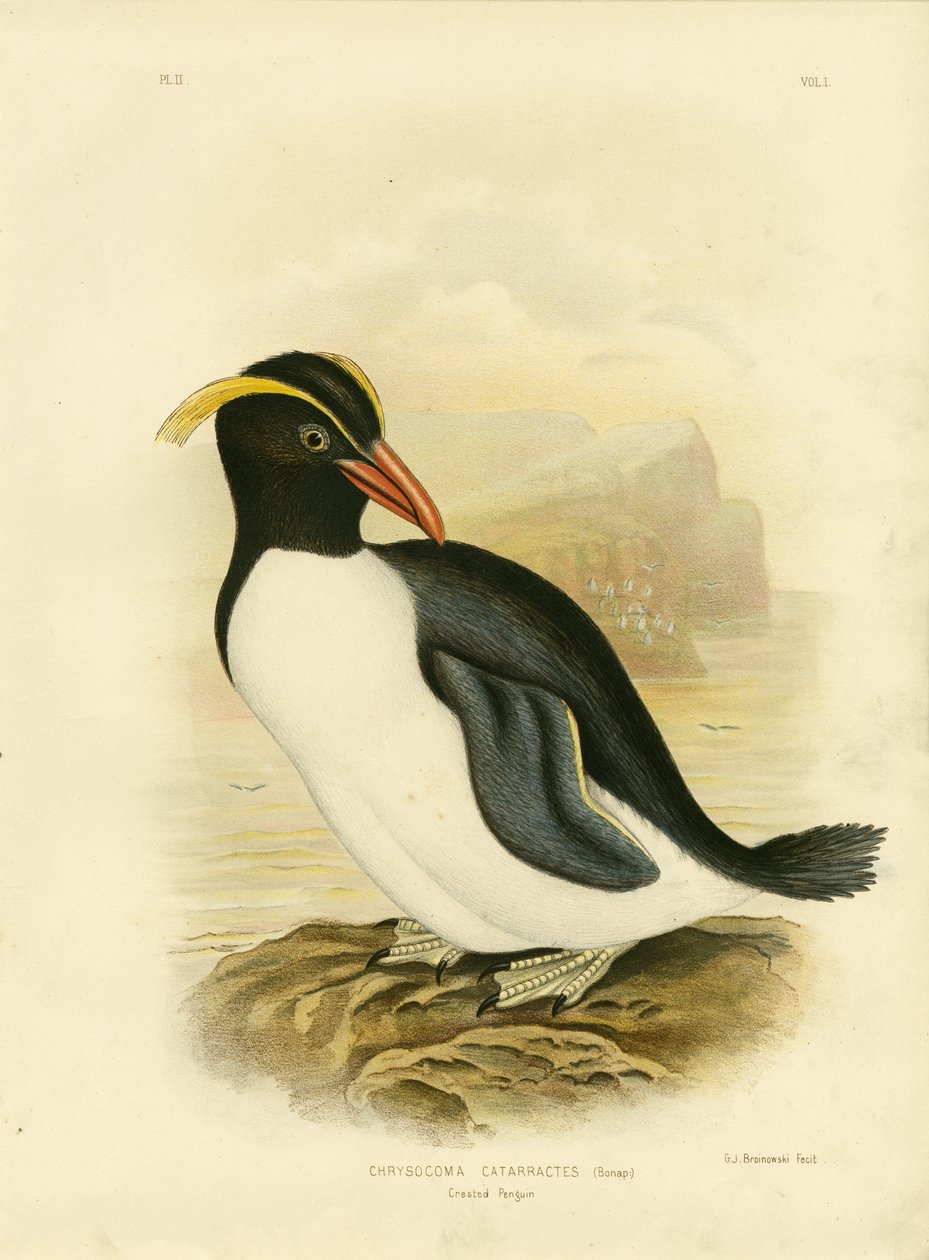 Crested Penguin, 1891 by Gracius Broinowski