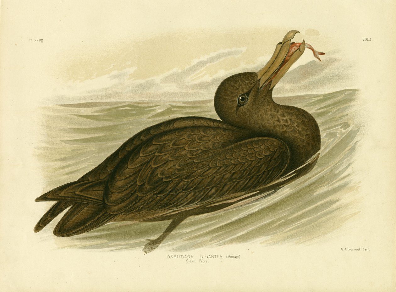 Giant Petrel, 1891 by Gracius Broinowski