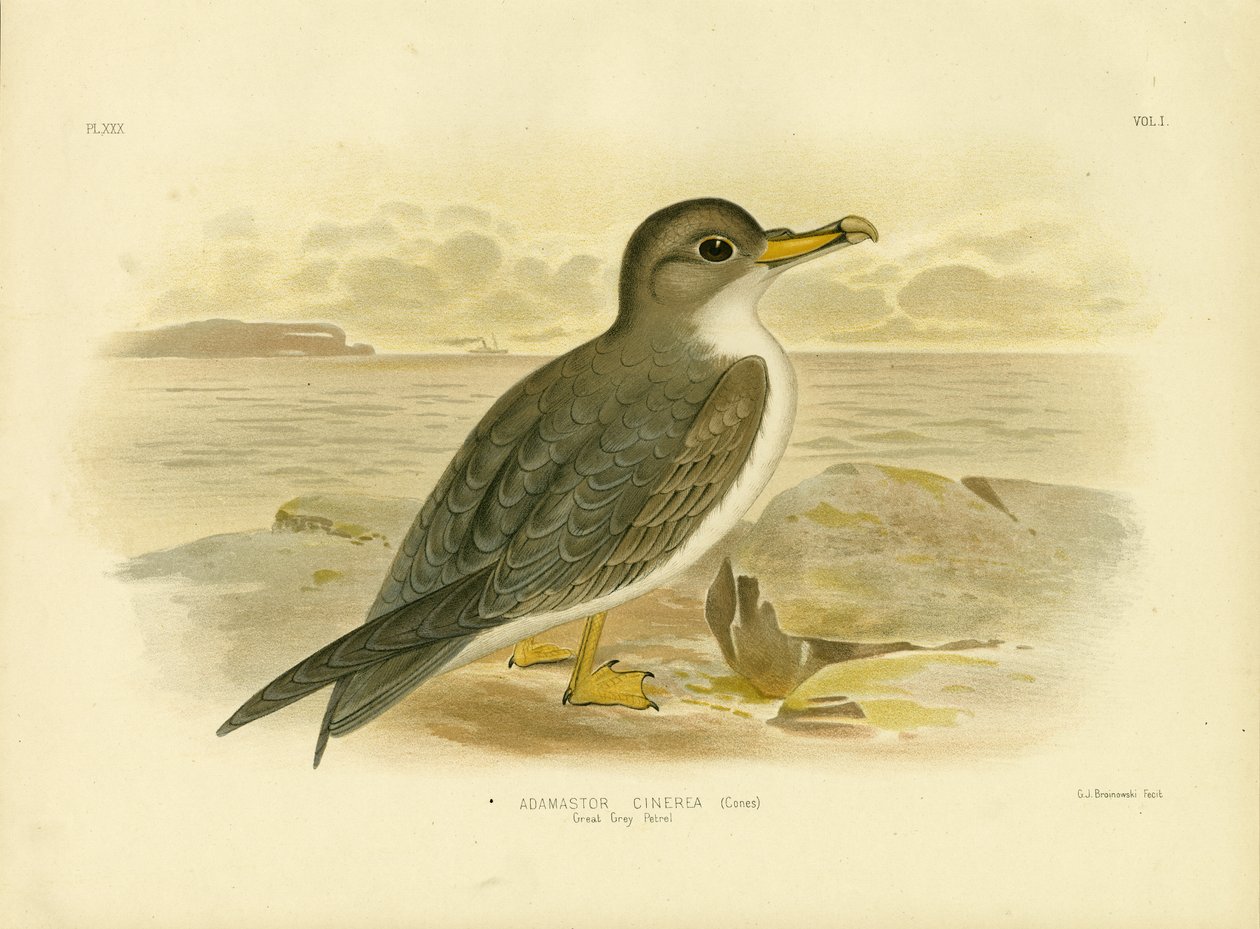 Great Grey Petrel by Gracius Broinowski