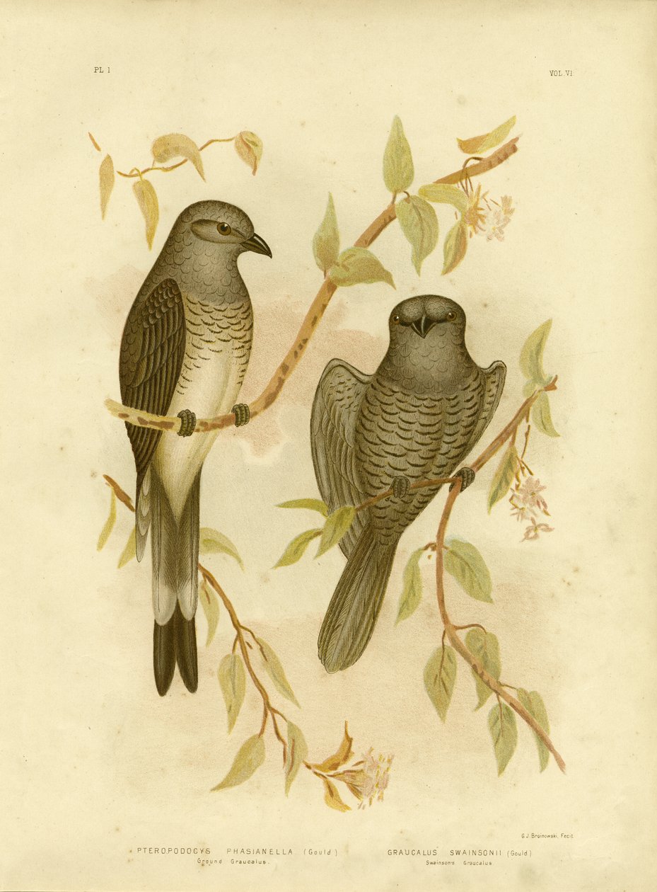 Ground Graucalus Or Ground Cuckoo Shrike, 1891 by Gracius Broinowski