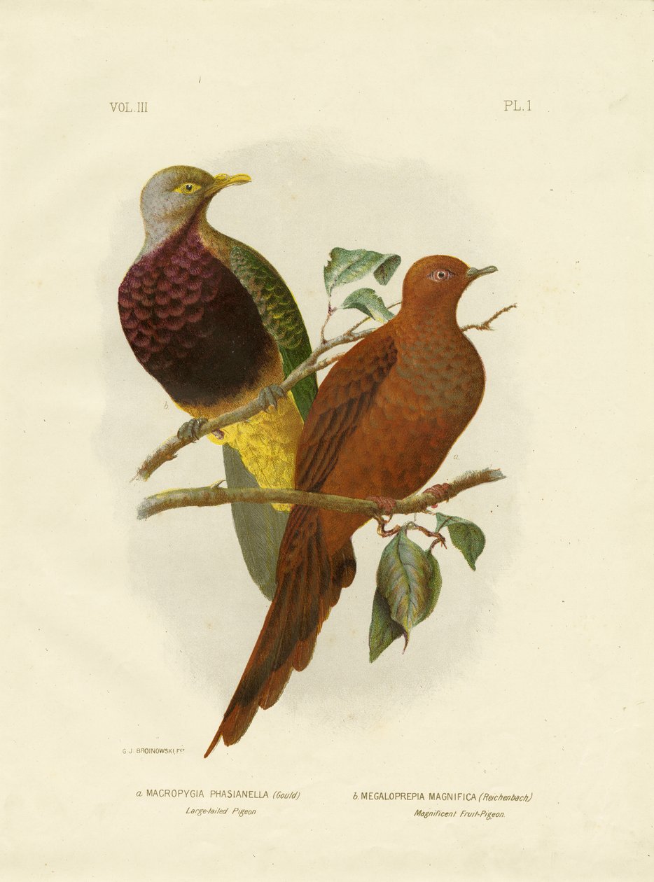 Large-Tailed Pigeon or Brown Cuckoo-Dove by Gracius Broinowski
