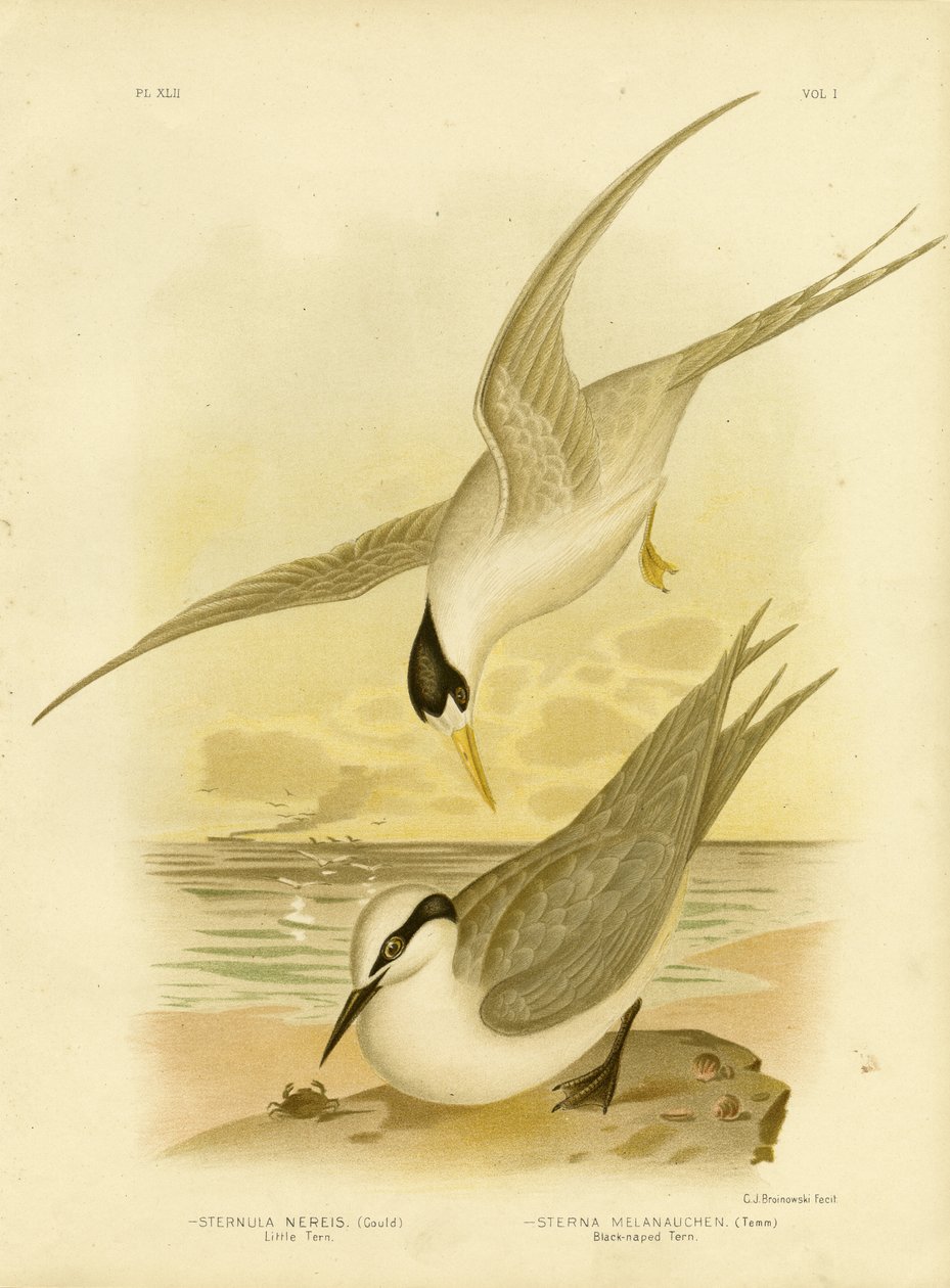 Little Tern by Gracius Broinowski