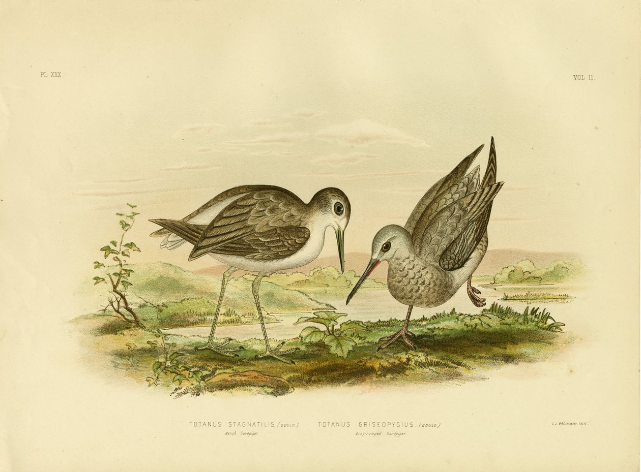 Marsh Sandpiper, 1891 by Gracius Broinowski