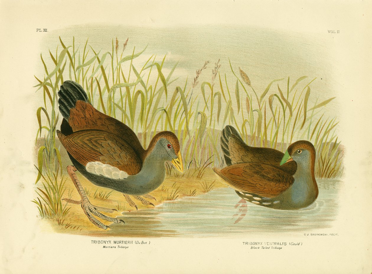 Mortiers Tribonyx Or Tasmanian Nativehen, 1891 by Gracius Broinowski