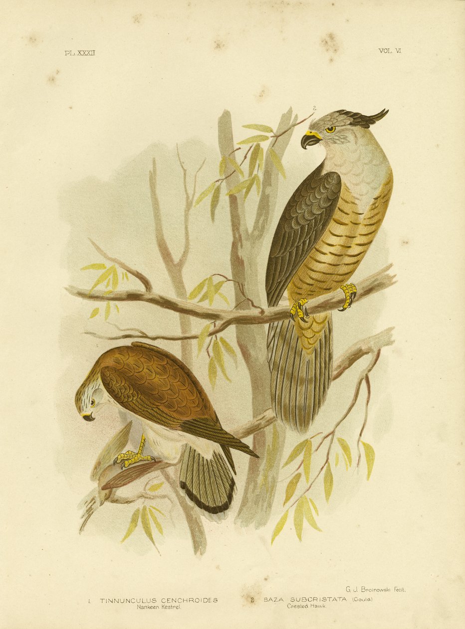 Nankeen Kestrel Or Australian Kestrel by Gracius Broinowski