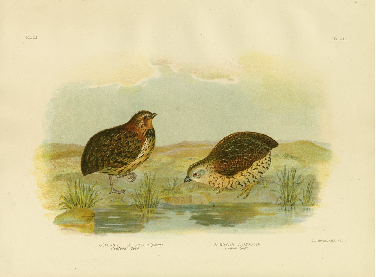 Pectoral Quail by Gracius Broinowski
