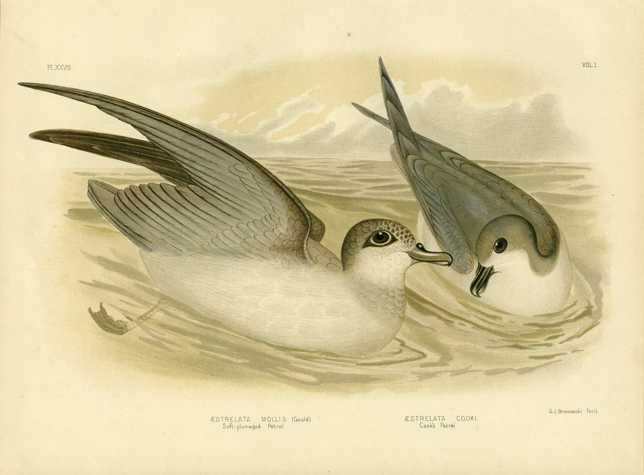 Soft-Plumaged Petrel, 1891 by Gracius Broinowski