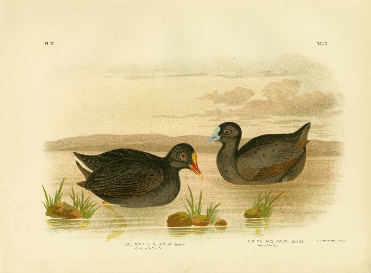 Sombre Gallinule Or Dusky Moorhen, 1891 by Gracius Broinowski