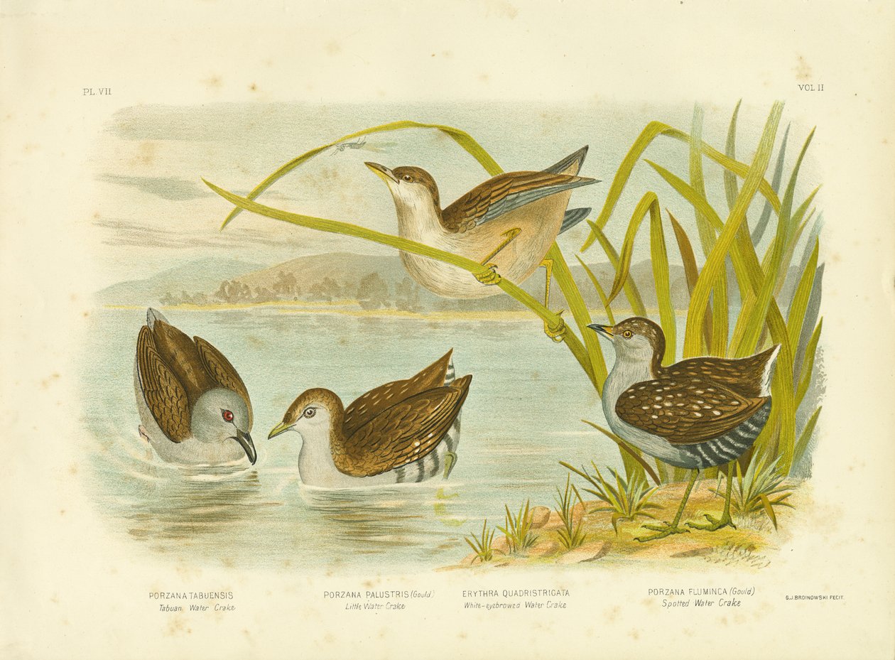 Tabuan Water Crake or Sooty Crake by Gracius Broinowski
